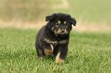 DOGUE DU TIBET 369